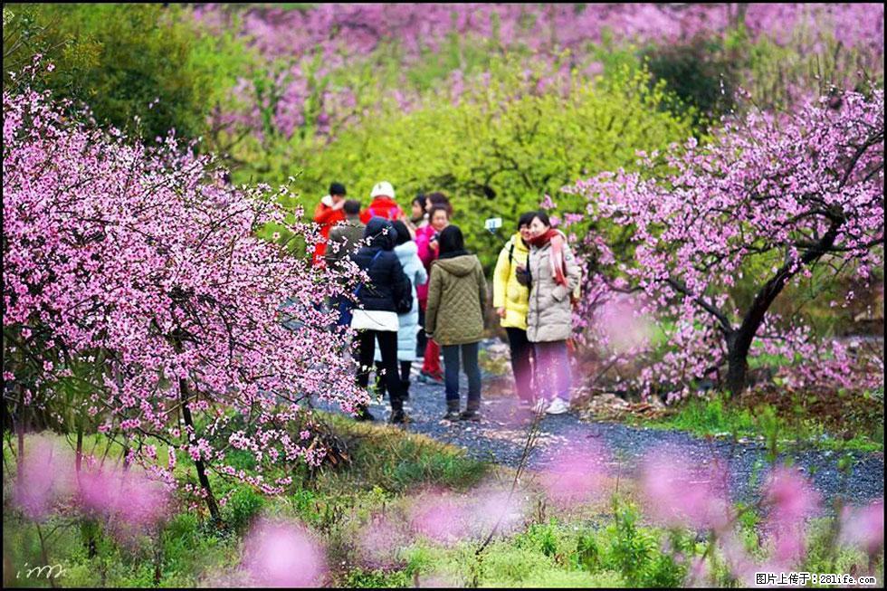 【春天，广西桂林灌阳县向您发出邀请！】官庄村有个醉美的桃花园 - 游山玩水 - 临夏生活社区 - 临夏28生活网 linxia.28life.com