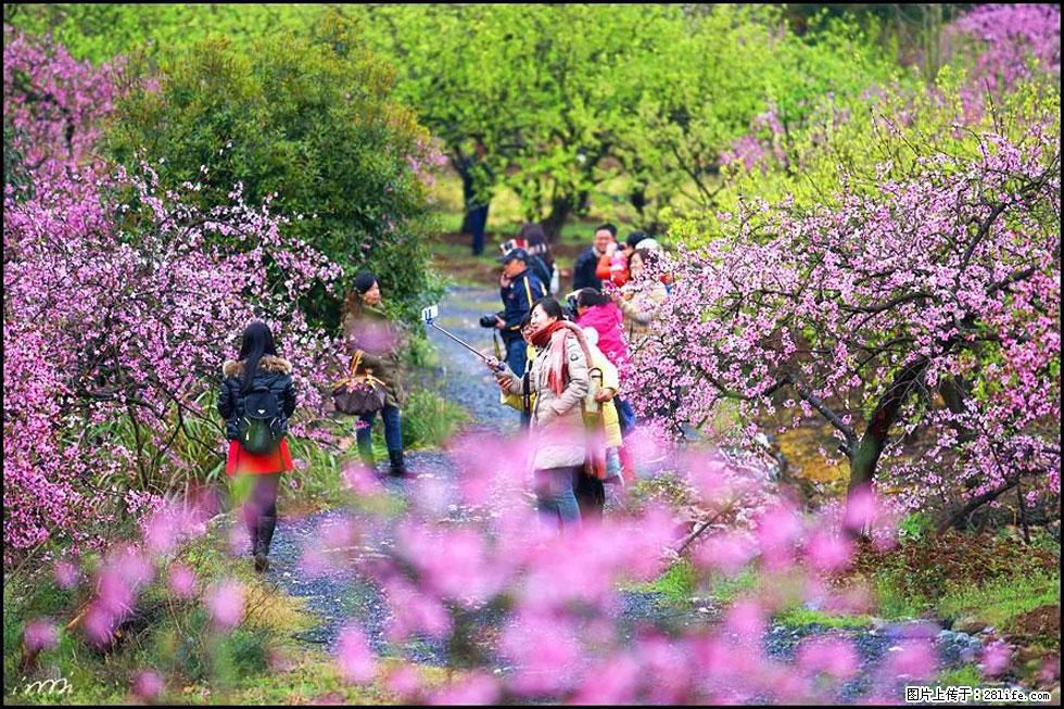 【春天，广西桂林灌阳县向您发出邀请！】官庄村有个醉美的桃花园 - 游山玩水 - 临夏生活社区 - 临夏28生活网 linxia.28life.com