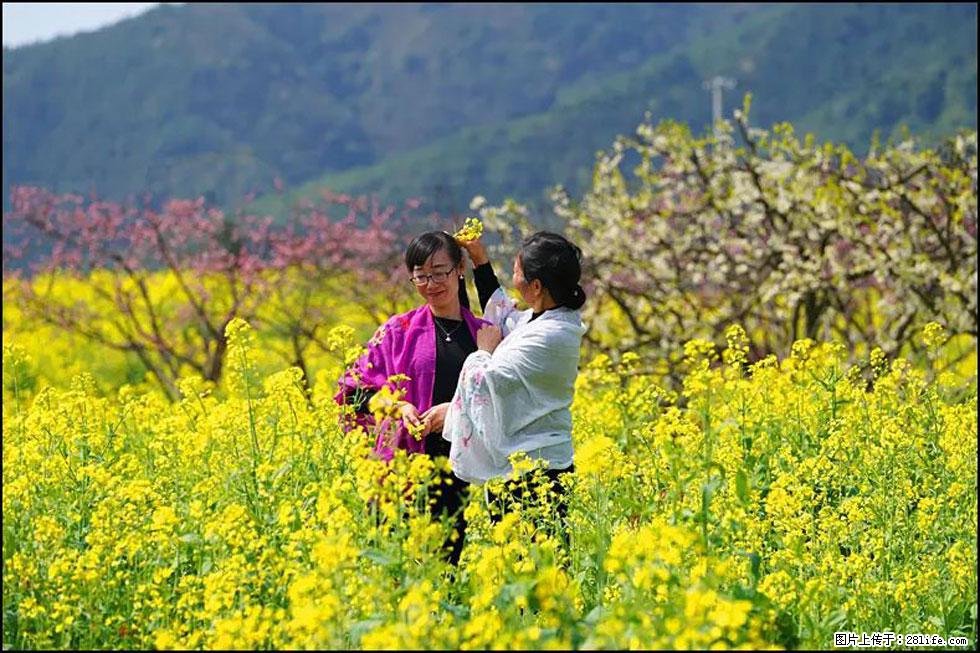 【春天，广西桂林灌阳县向您发出邀请！】长坪村油菜盛情花开 - 游山玩水 - 临夏生活社区 - 临夏28生活网 linxia.28life.com