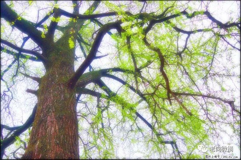 【春天,广西桂林灌阳县向您发出邀请!】在小龙村与春天约会 - 游山玩水 - 临夏生活社区 - 临夏28生活网 linxia.28life.com