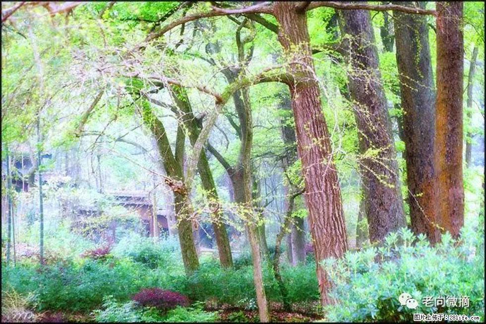 【春天,广西桂林灌阳县向您发出邀请!】在小龙村与春天约会 - 游山玩水 - 临夏生活社区 - 临夏28生活网 linxia.28life.com