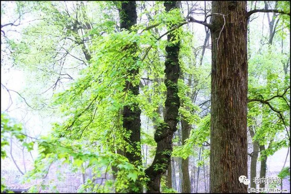 【春天,广西桂林灌阳县向您发出邀请!】在小龙村与春天约会 - 游山玩水 - 临夏生活社区 - 临夏28生活网 linxia.28life.com