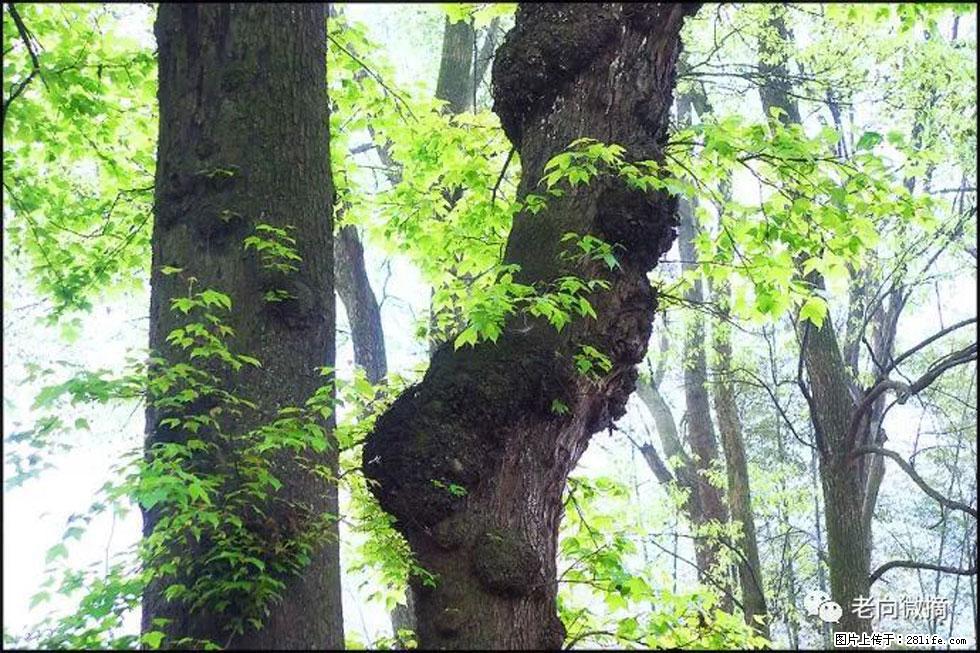 【春天,广西桂林灌阳县向您发出邀请!】在小龙村与春天约会 - 游山玩水 - 临夏生活社区 - 临夏28生活网 linxia.28life.com