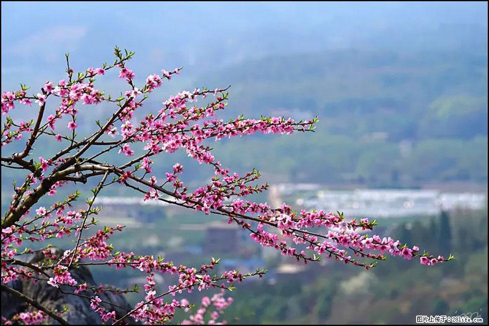 【春天，广西桂林灌阳县向您发出邀请！】望月岭上桃花开 - 游山玩水 - 临夏生活社区 - 临夏28生活网 linxia.28life.com