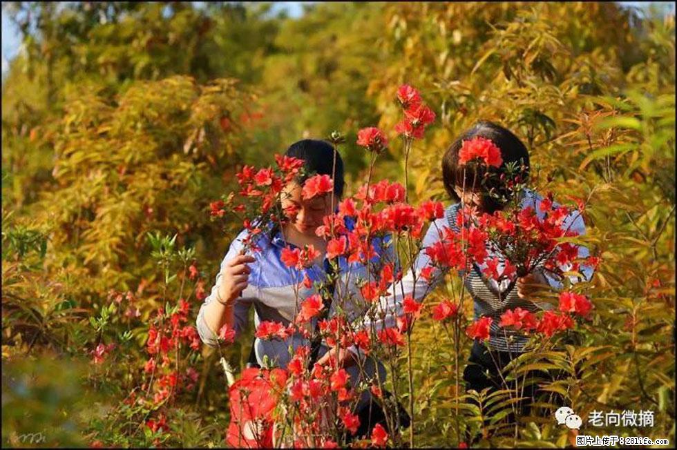 【春天，广西桂林灌阳县向您发出邀请！】登麒麟山，相约映山红 - 游山玩水 - 临夏生活社区 - 临夏28生活网 linxia.28life.com