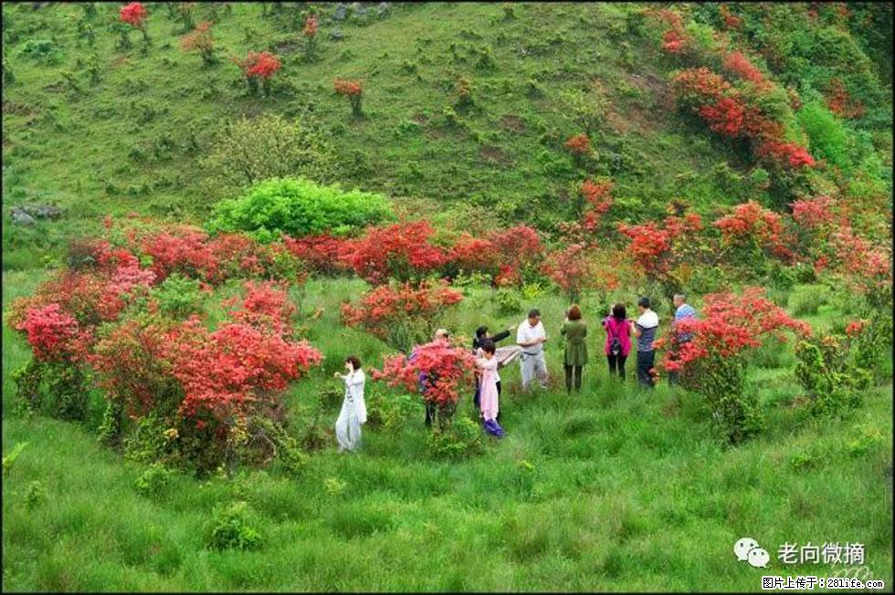 【春天,广西桂林灌阳县向您发出邀请!】宝盖山上映山红 - 游山玩水 - 临夏生活社区 - 临夏28生活网 linxia.28life.com