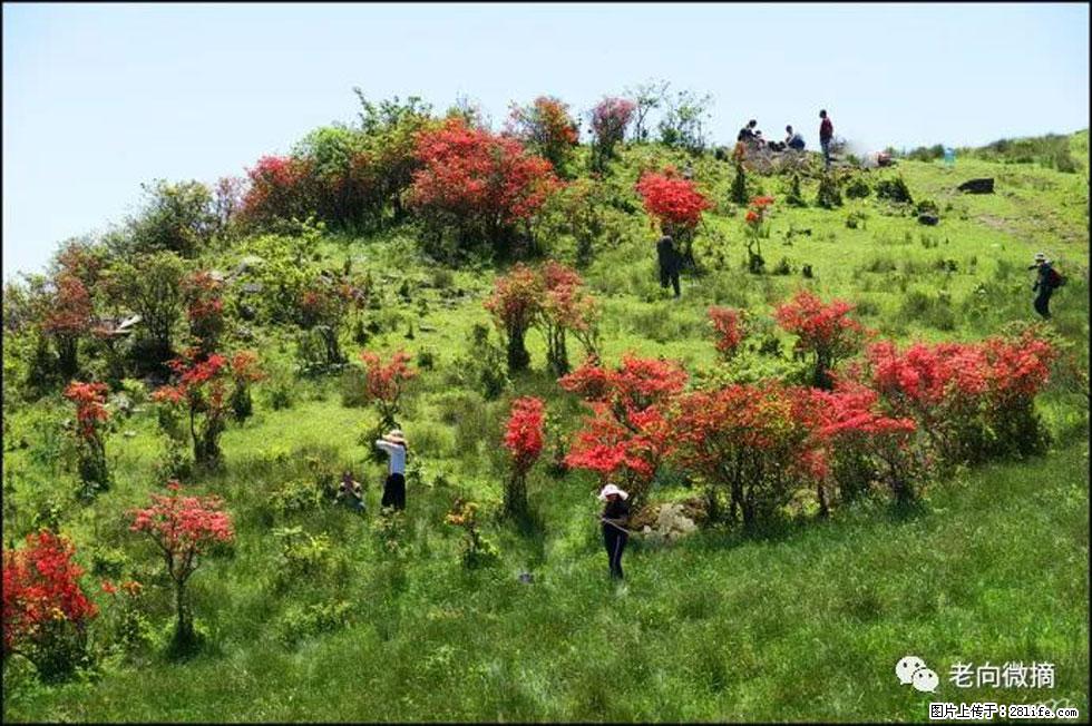 【春天，广西桂林灌阳县向您发出邀请！】宝盖山上映山红 - 游山玩水 - 临夏生活社区 - 临夏28生活网 linxia.28life.com