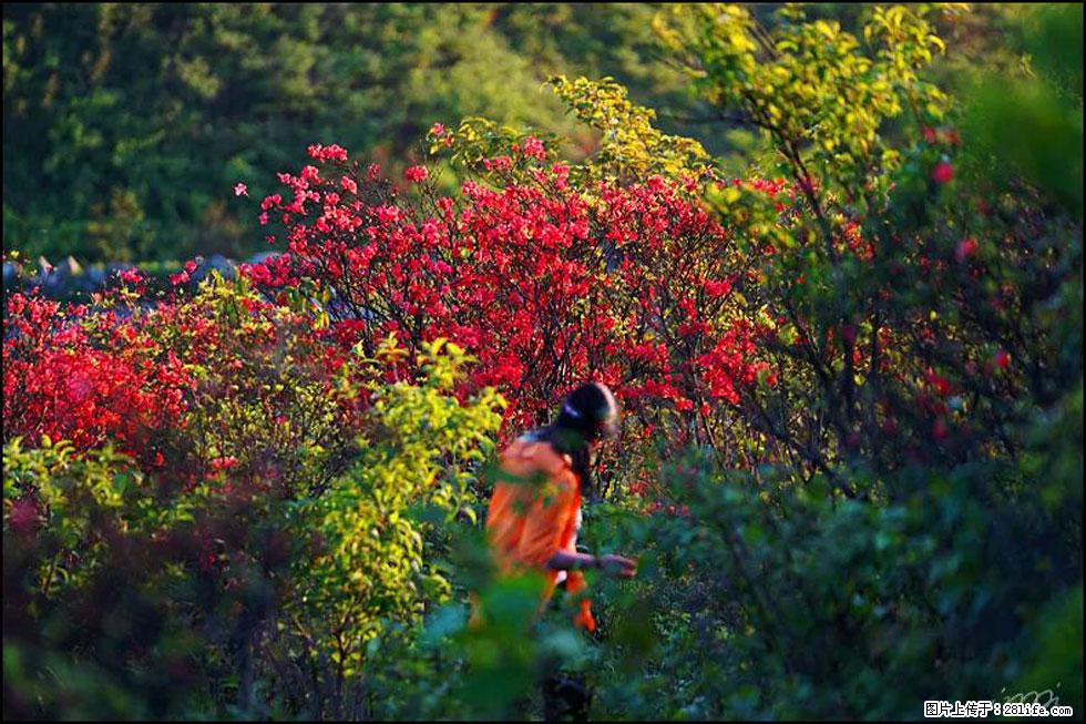 【春天，广西桂林灌阳县向您发出邀请！】春木界上映山红 - 游山玩水 - 临夏生活社区 - 临夏28生活网 linxia.28life.com