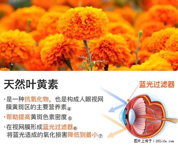 叶黄素有什么功效和作用 - 生活百科 - 临夏生活社区 - 临夏28生活网 linxia.28life.com