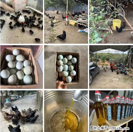 油茶园从小鸡仔开始养起的纯土鸡、土鸡蛋可以预定啦!还有前几天刚榨的纯山茶油哦 - 美食天地 - 临夏生活社区 - 临夏28生活网 linxia.28life.com
