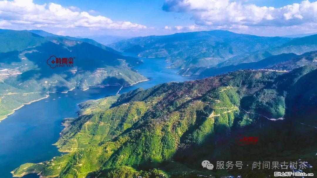 时间果百年古树龙珠普洱生茶 - 购物交流 - 临夏生活社区 - 临夏28生活网 linxia.28life.com