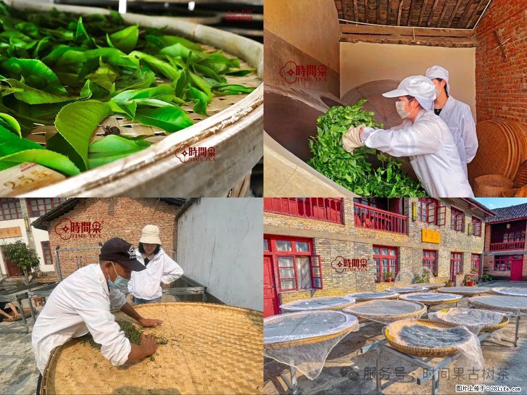 时间果百年古树龙珠普洱生茶 - 购物交流 - 临夏生活社区 - 临夏28生活网 linxia.28life.com
