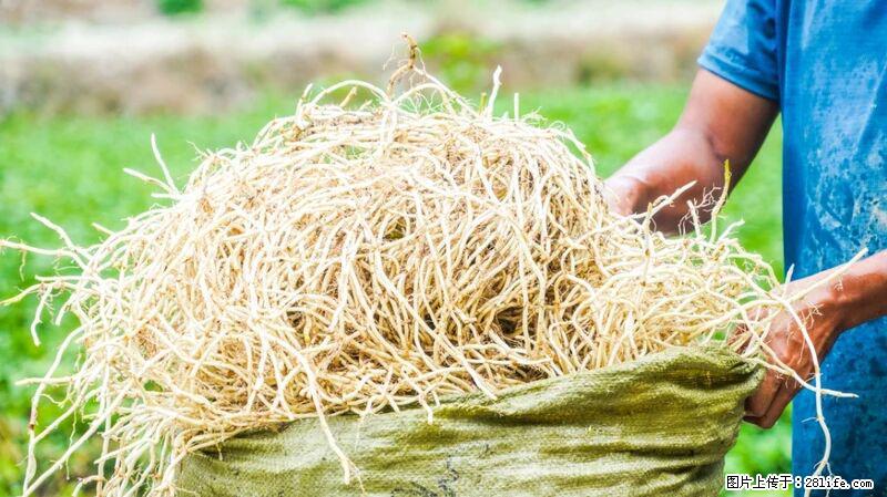 堪称“最难吃”的蔬菜,却是 “抗辐射神器”,还能护肺、清热、止咳化痰! - 临夏生活资讯 - 临夏28生活网 linxia.28life.com