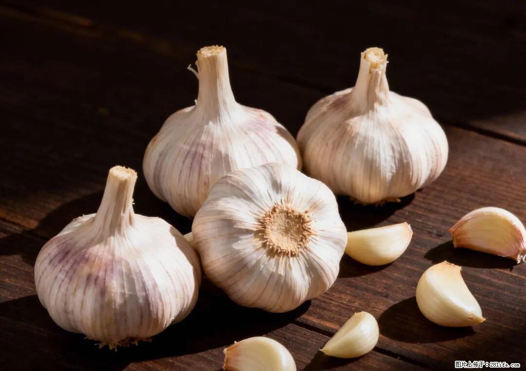 关于大蒜，除了“天然抗生素”，这4个谣言更该警惕! - 临夏生活资讯 - 临夏28生活网 linxia.28life.com