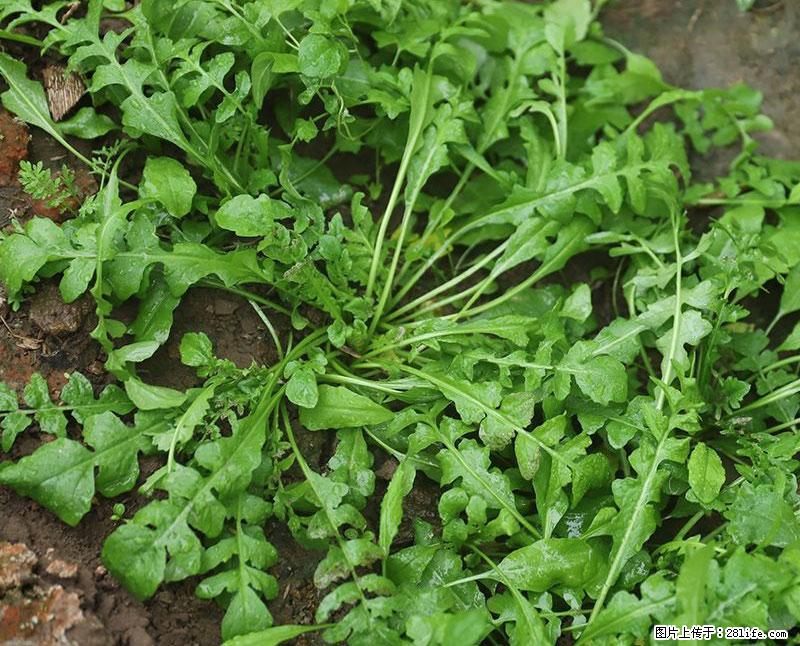 这些蔬菜是“天然钙片”，这6种被医生重点推荐 - 临夏生活资讯 - 临夏28生活网 linxia.28life.com