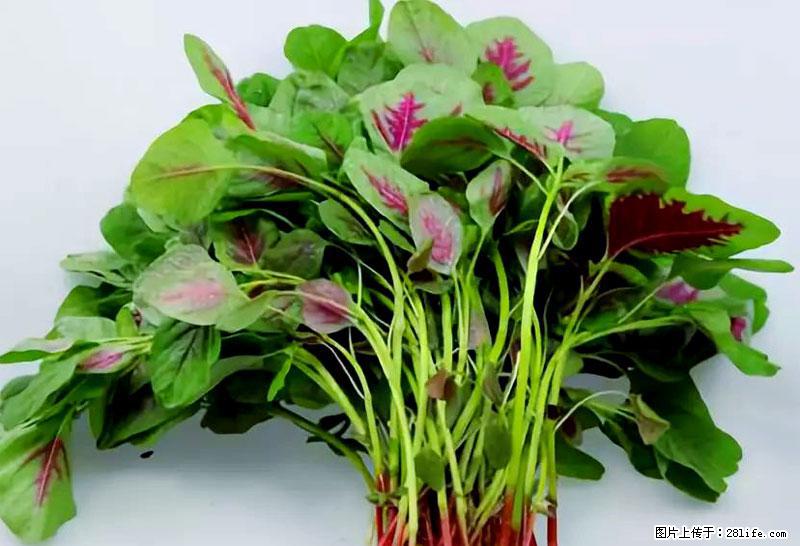 这些蔬菜是“天然钙片”，这6种被医生重点推荐 - 临夏生活资讯 - 临夏28生活网 linxia.28life.com