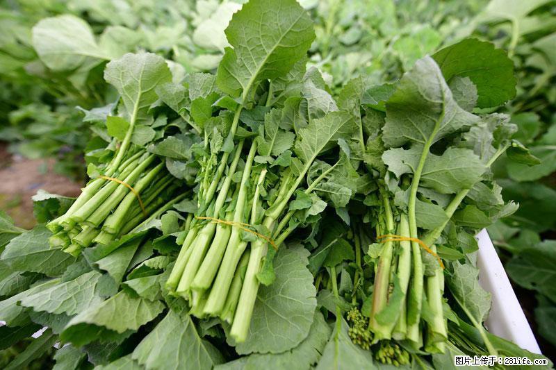 这些蔬菜是“天然钙片”，这6种被医生重点推荐 - 临夏生活资讯 - 临夏28生活网 linxia.28life.com